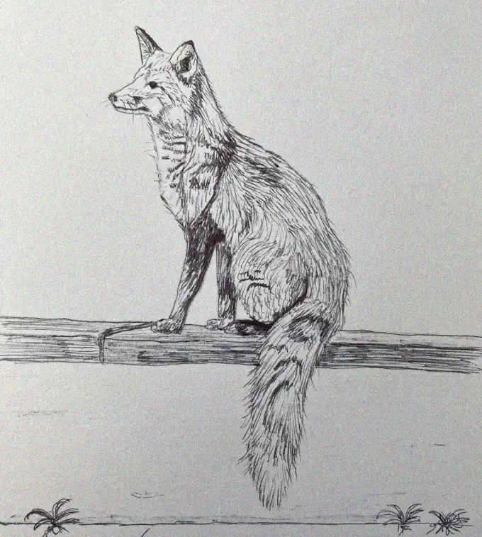 Fox Watch in Minimalist Splendor