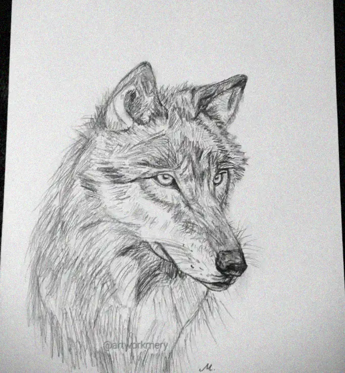 Wolf's Intense Gaze in Pencil Art