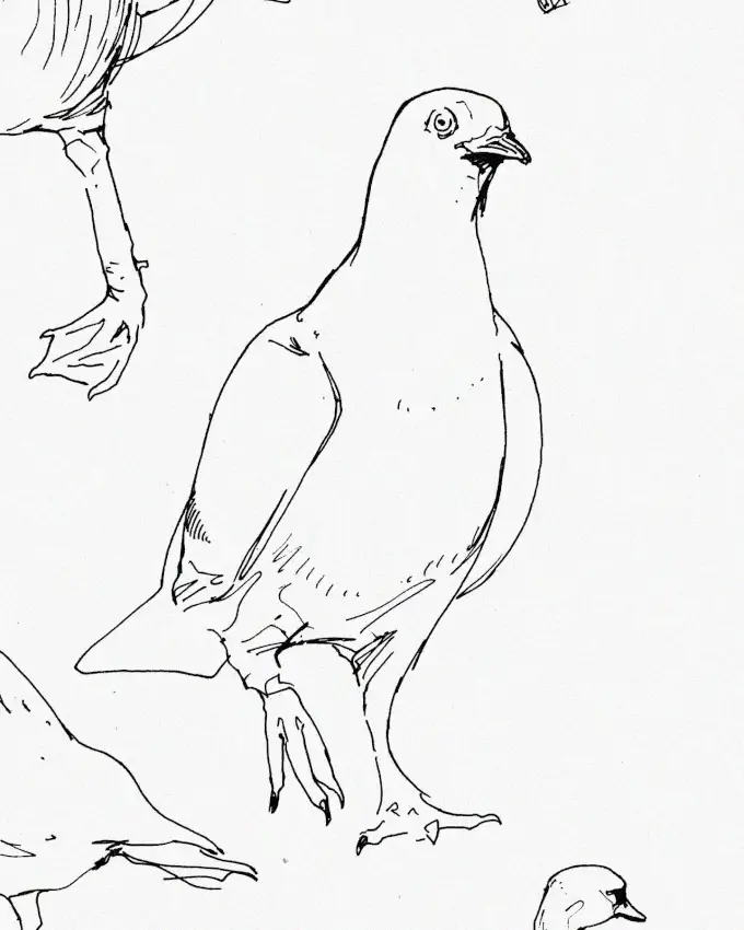 Pigeon Portrait in Monochrome Detail