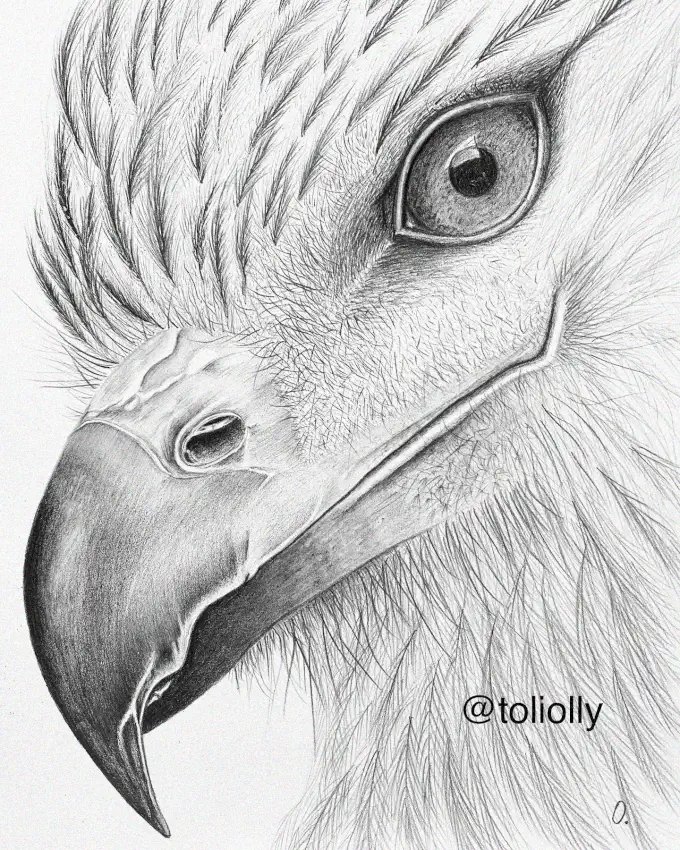 Eagle Eye and Beak: A Pencil Study