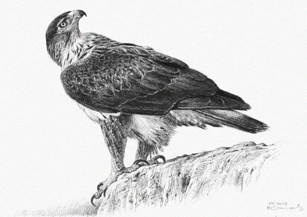 Hawk's Gaze from a Rugged Perch