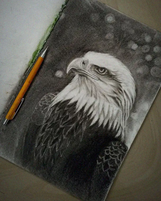 Eagle Study in Pencil