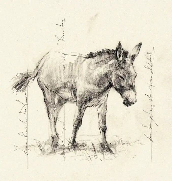 Annotated Pencil Sketch of a Donkey