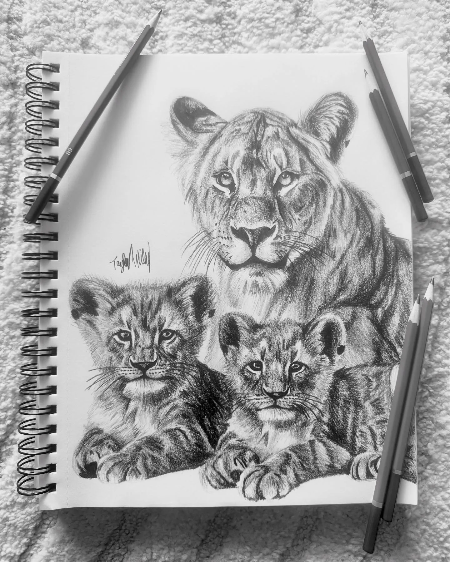 Sketching Lioness Love with her Cubs