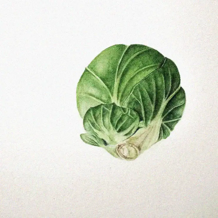 Emerald Cabbage in Simple Splendor