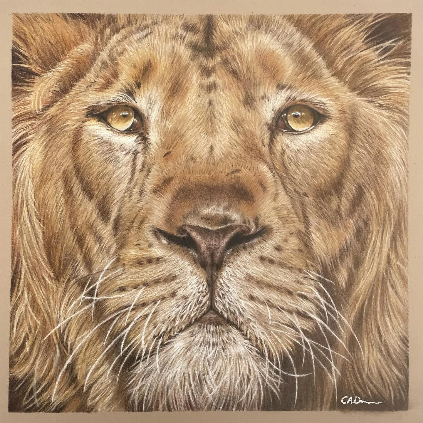 Beneath the Lion's Gaze: A Detailed Sketch