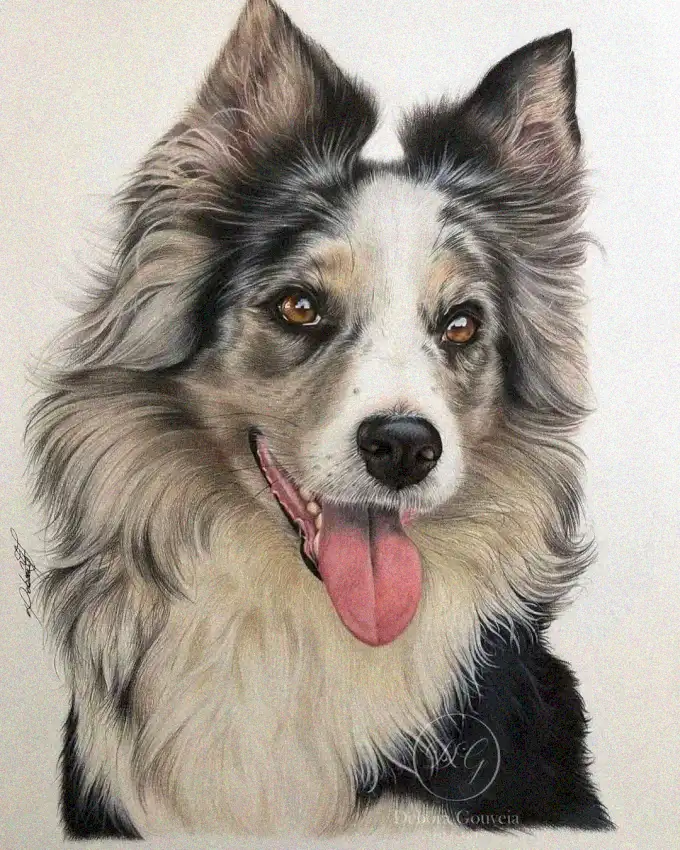 Expressive Border Collie Portrait in Color