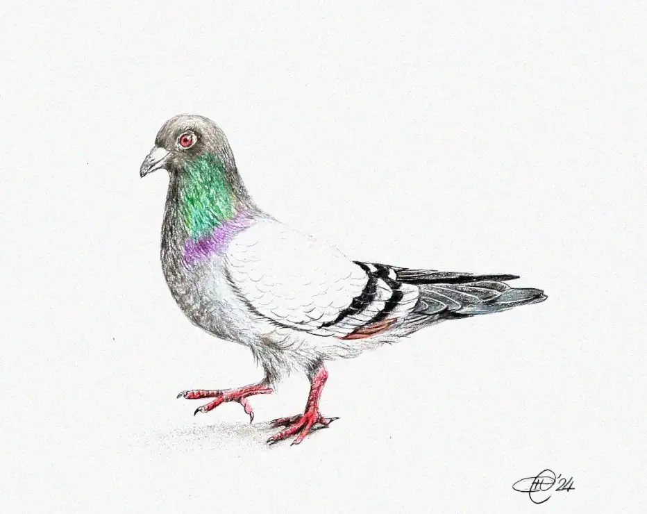 Pigeon's Iridescent Elegance in Colored Pencil
