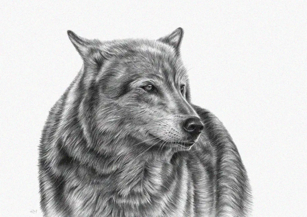 Wolf's Gaze in Pencil Detail