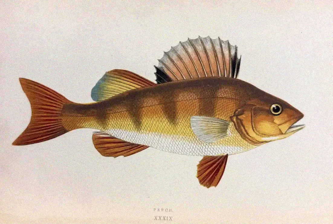 The Striped Perch in Detailed Illustration