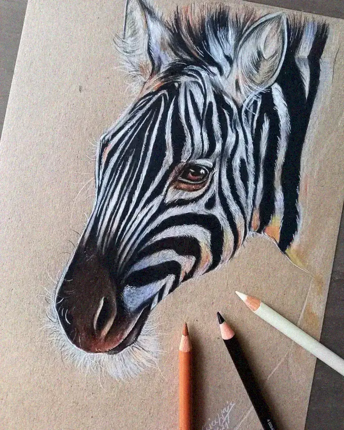 Zebra Portrait in Colored Pencil