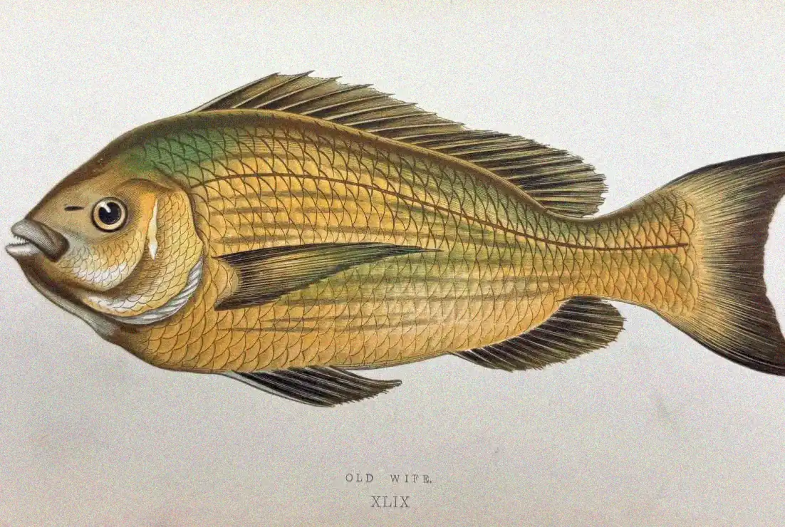 An Artistic Voyage into Old Wife Fish