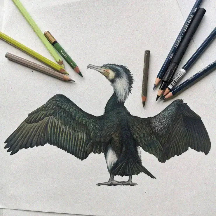 Bird Sketch Amidst a Pencil Galore