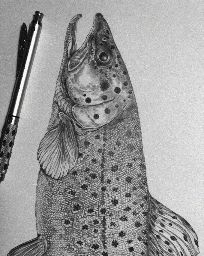 Fine Detail in Fish Illustration