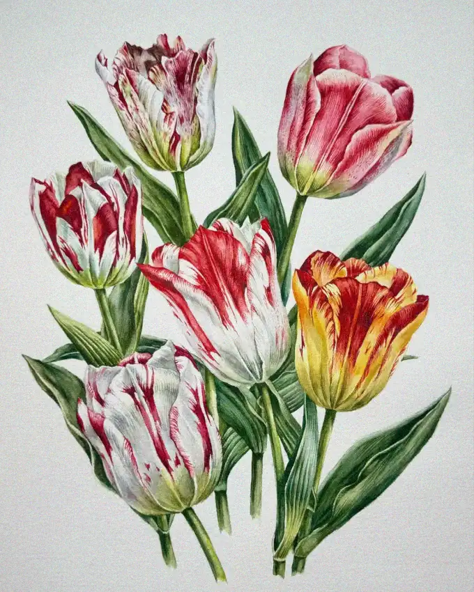 Vibrant Tulips in Variegated Bloom