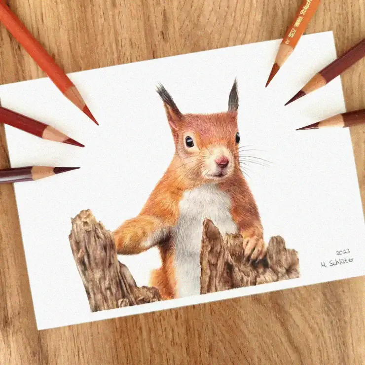Squirrel Sketch in Colored Pencil Artistry