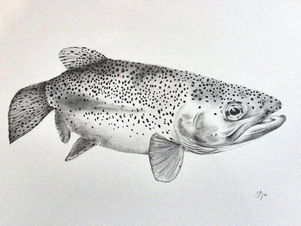 Speckled Trout in Fine Pencil