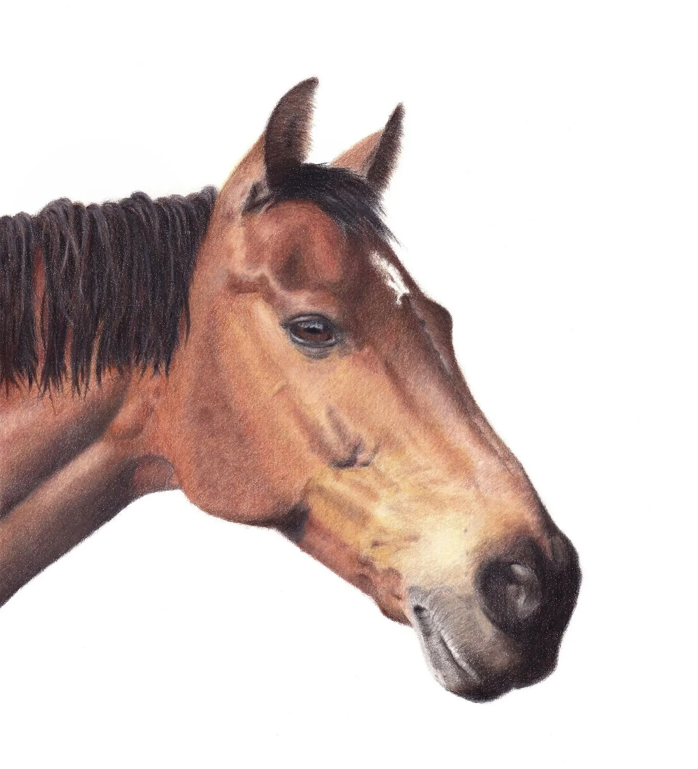 Dark-Maned Brunette Horse in Detail