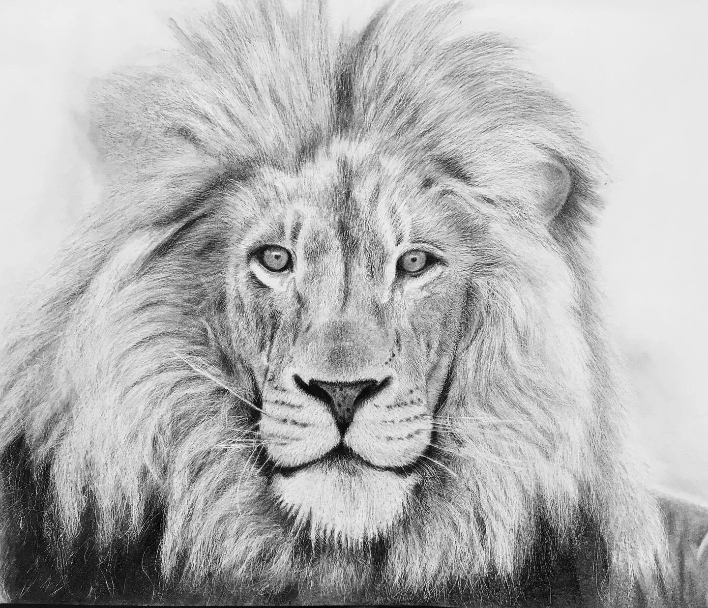 Direct Gaze of the Majestic Lion