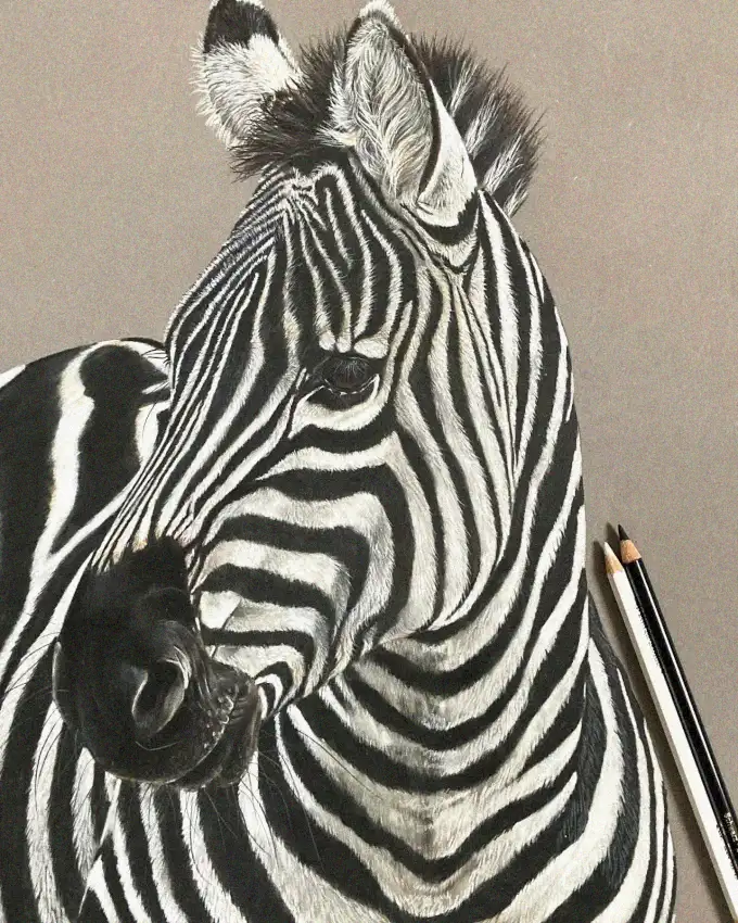 Zebra Portrait in Pencil
