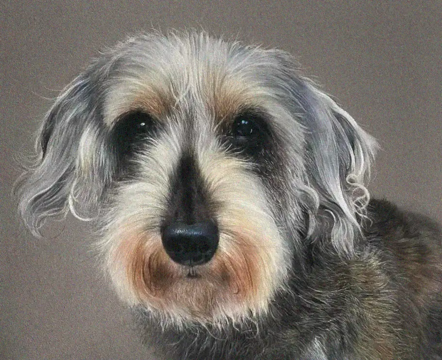 Expressive Eyes of a Shaggy Companion