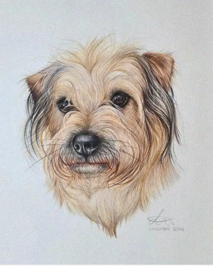 Expressive Gaze of a Shaggy Pooch