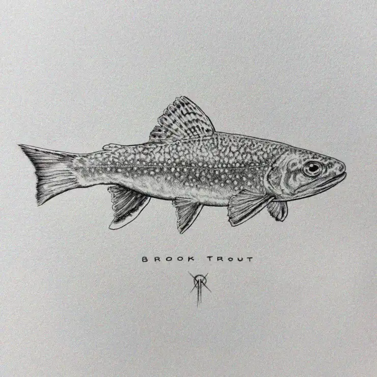 Brook Trout's Delicate Pencil Portrait