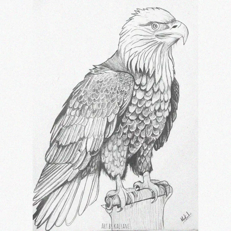 Eagle's Imposing Profile in Pencil