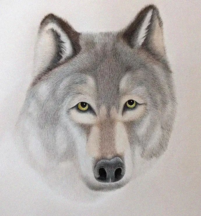 Wolf Gaze Captured in Graphite