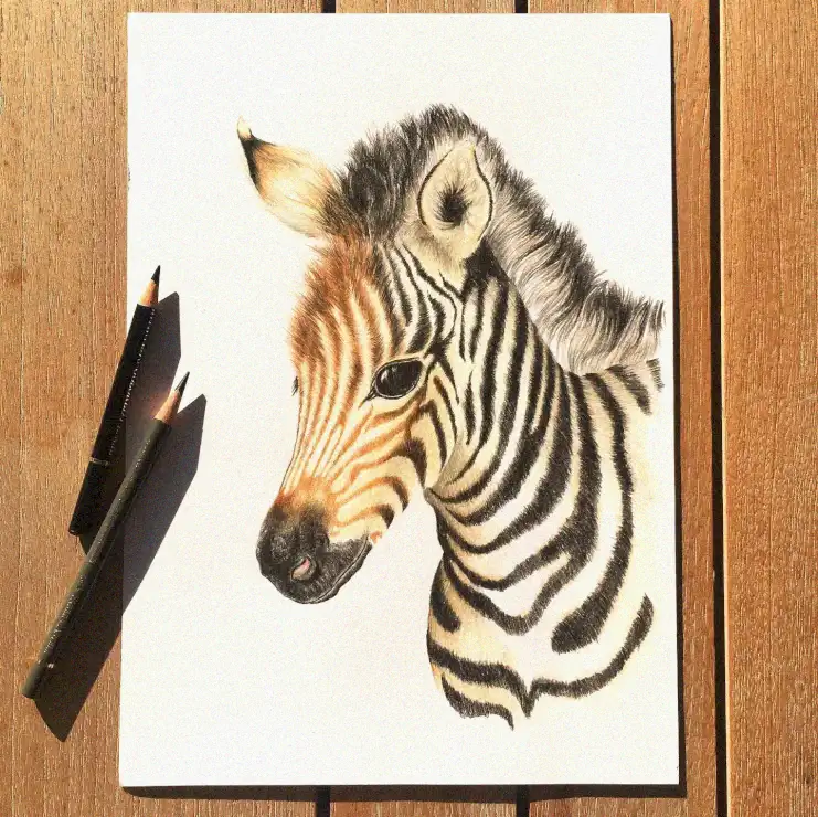 Zebra Portrait: A Study in Colored Pencil