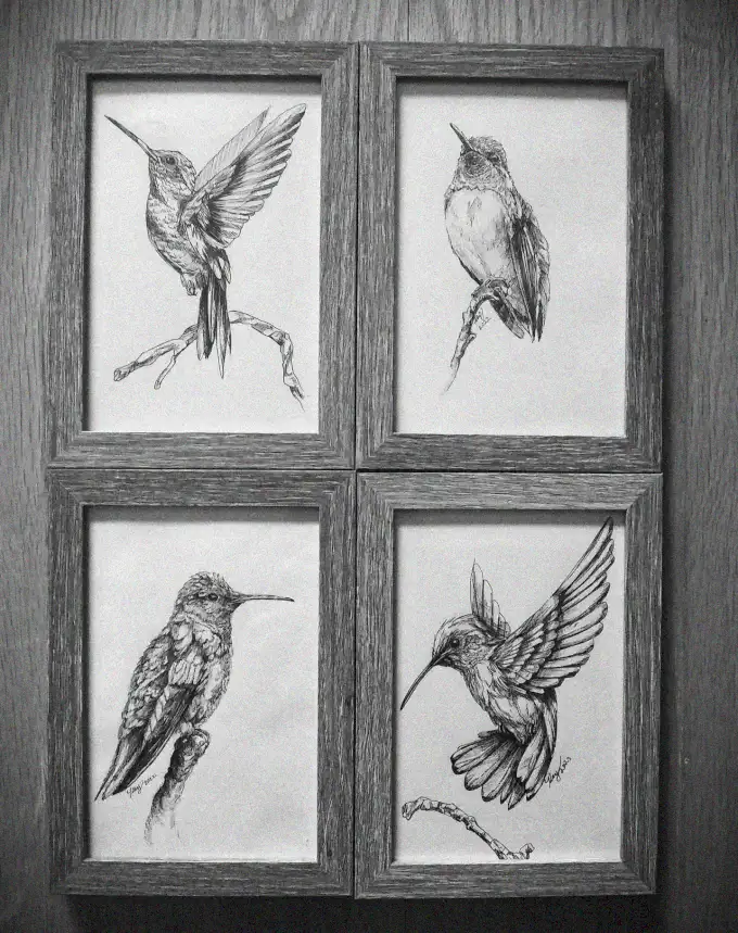 Quartet of Detailed Hummingbird Sketches