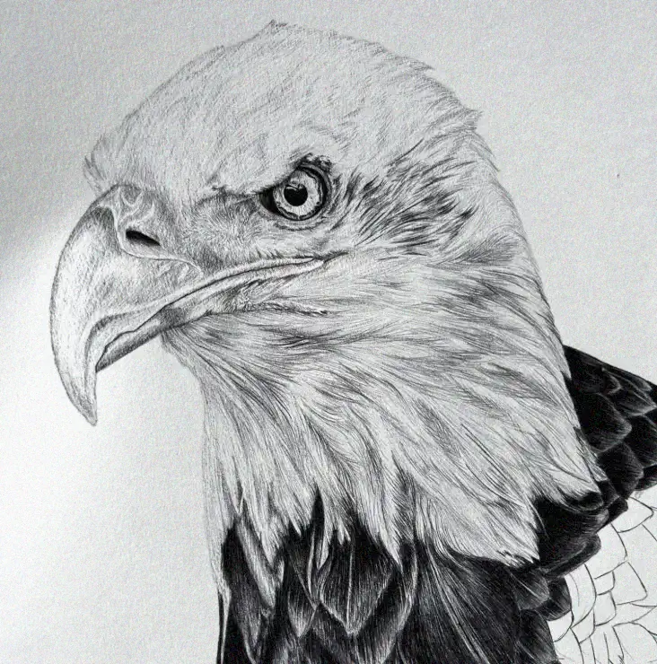 Eagle's Gaze in Pencil Profile