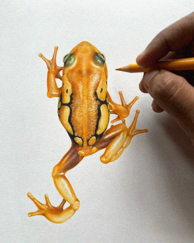 Sketching a Vibrant Frog with Pencils