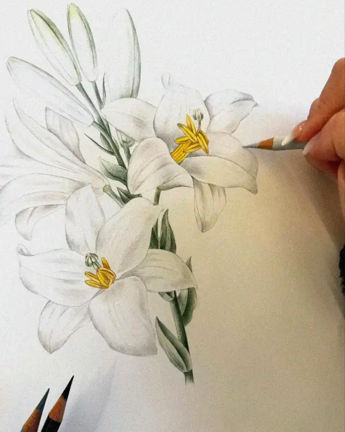 Crafting Lilies in Colored Pencils