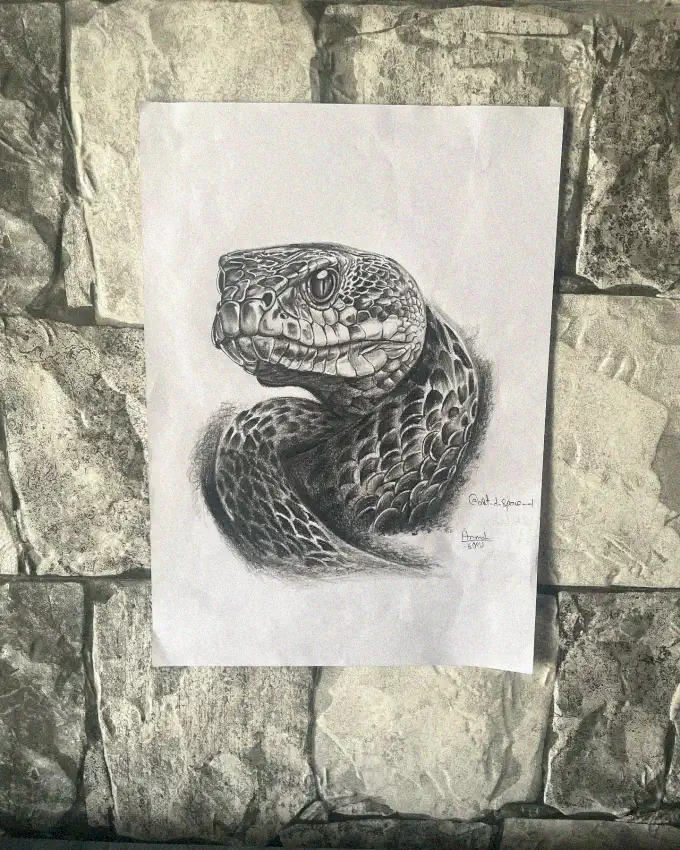 Snake Sketch Suspended on Stone
