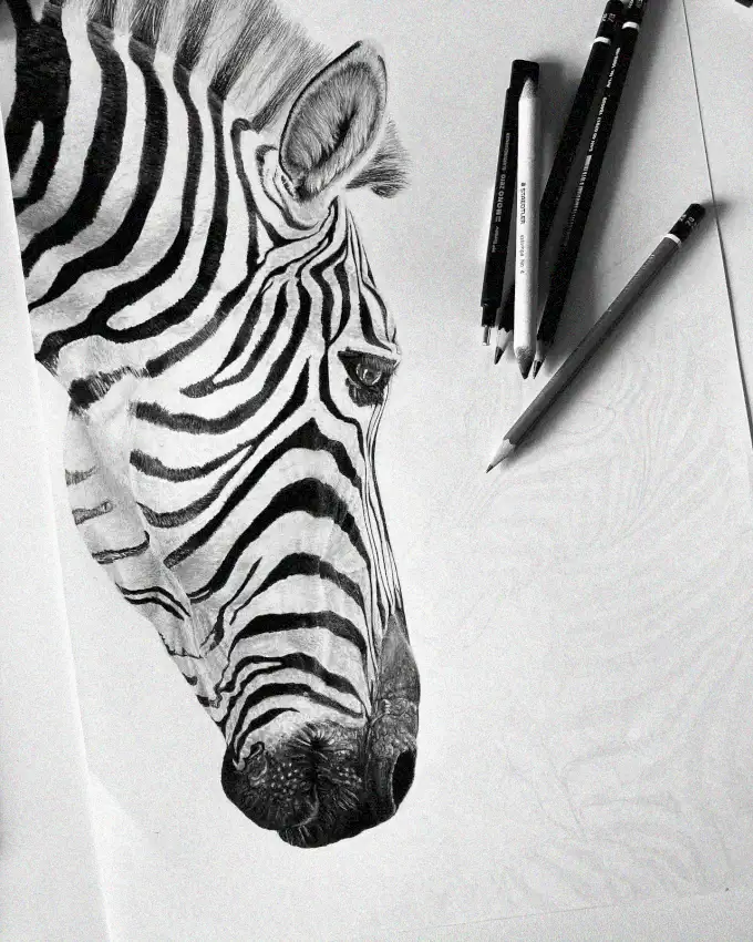 Sketching Intricate Stripes of a Zebra