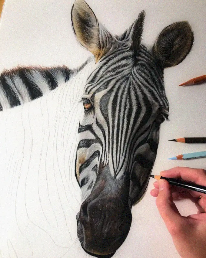 Capturing Zebra Stripes in Colored Pencils