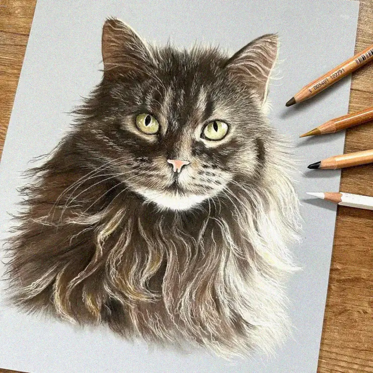 Fluffy Grey Cat Portrait in Progress