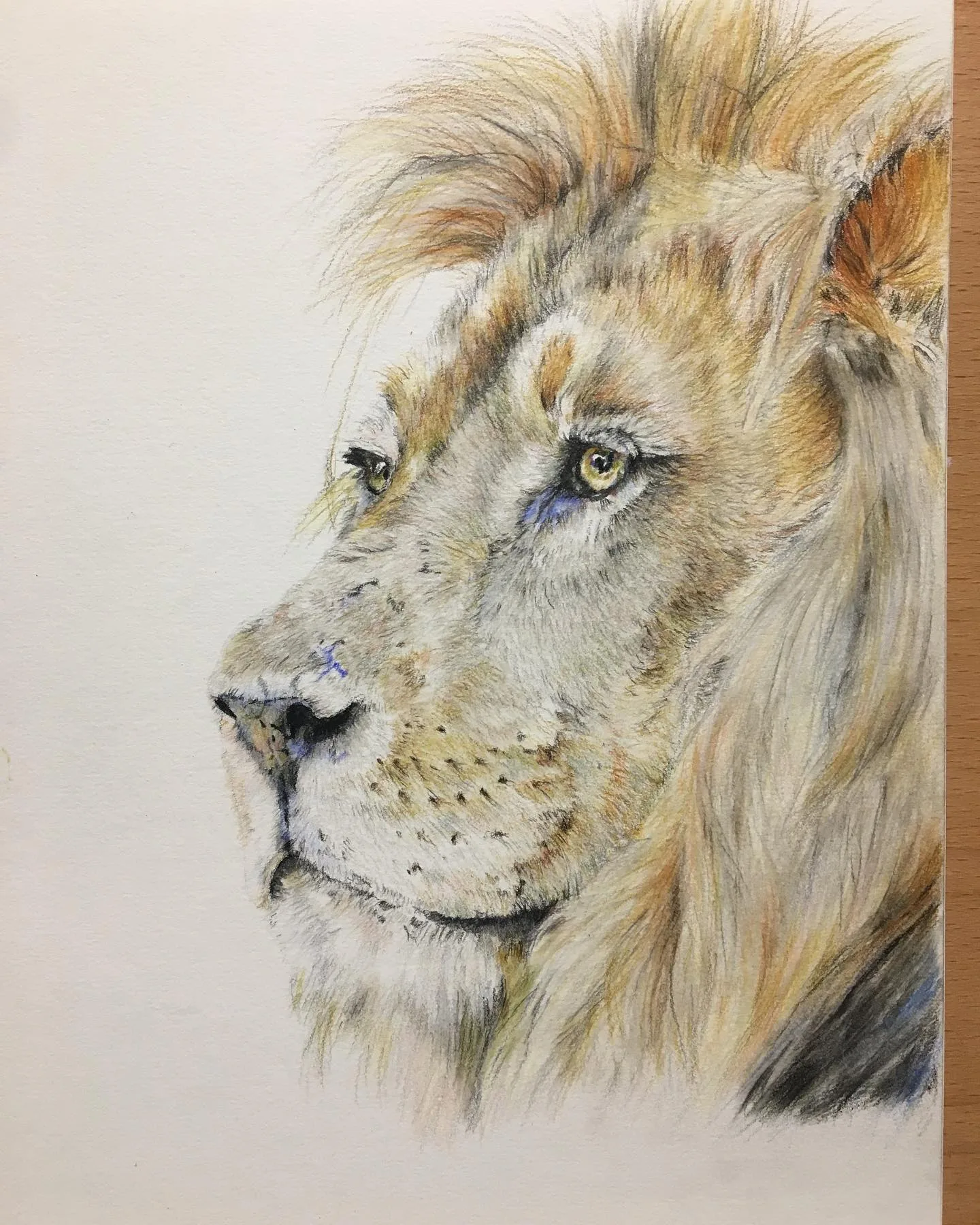 Majestic Thoughtfulness in Lion's Profile