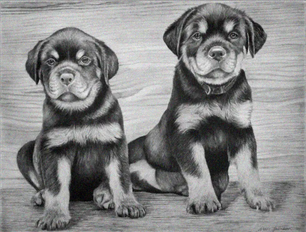 Rottweiler Puppies in Monochrome Sketch