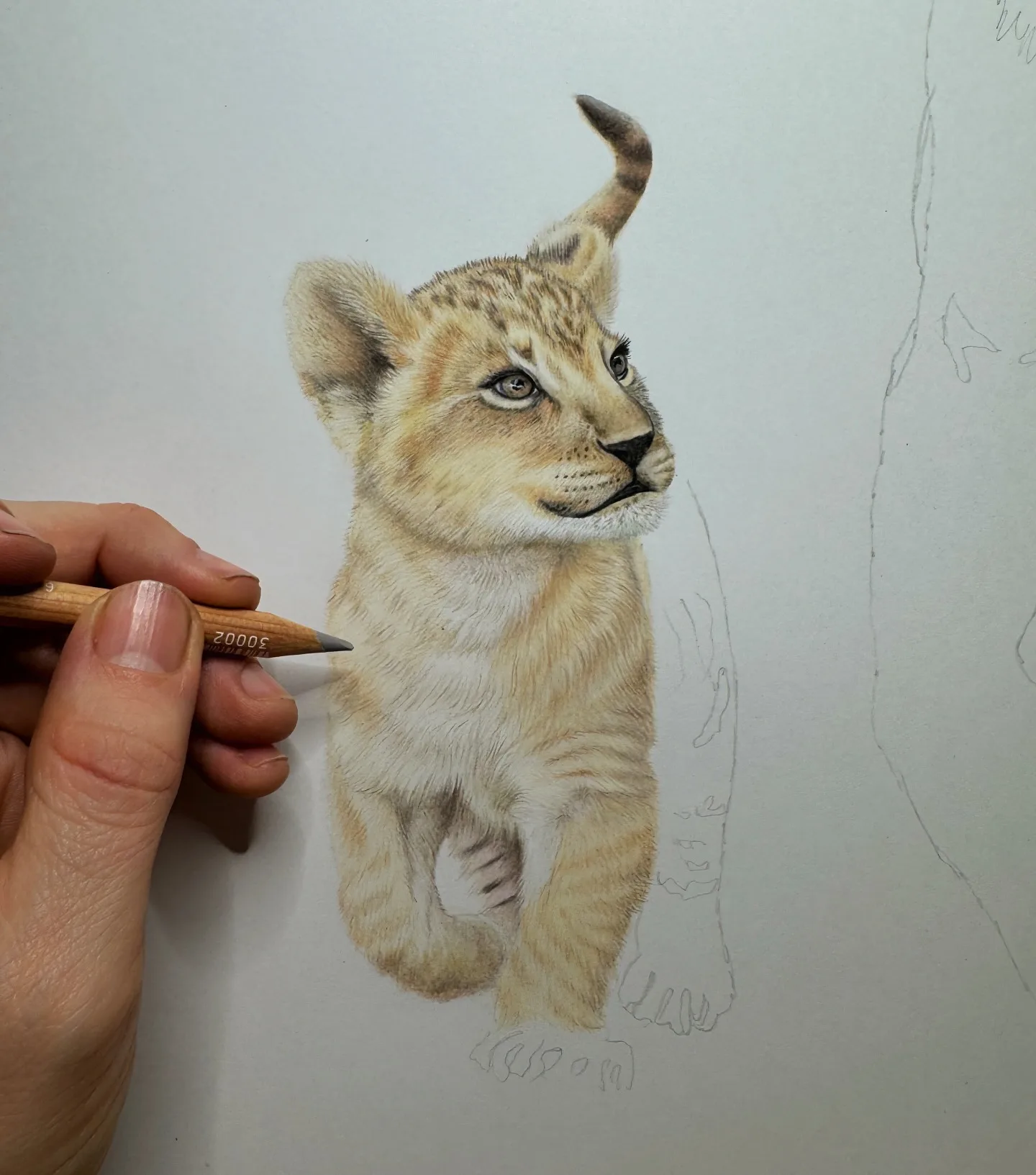 Capturing The Cub's Innocence Through Sketch