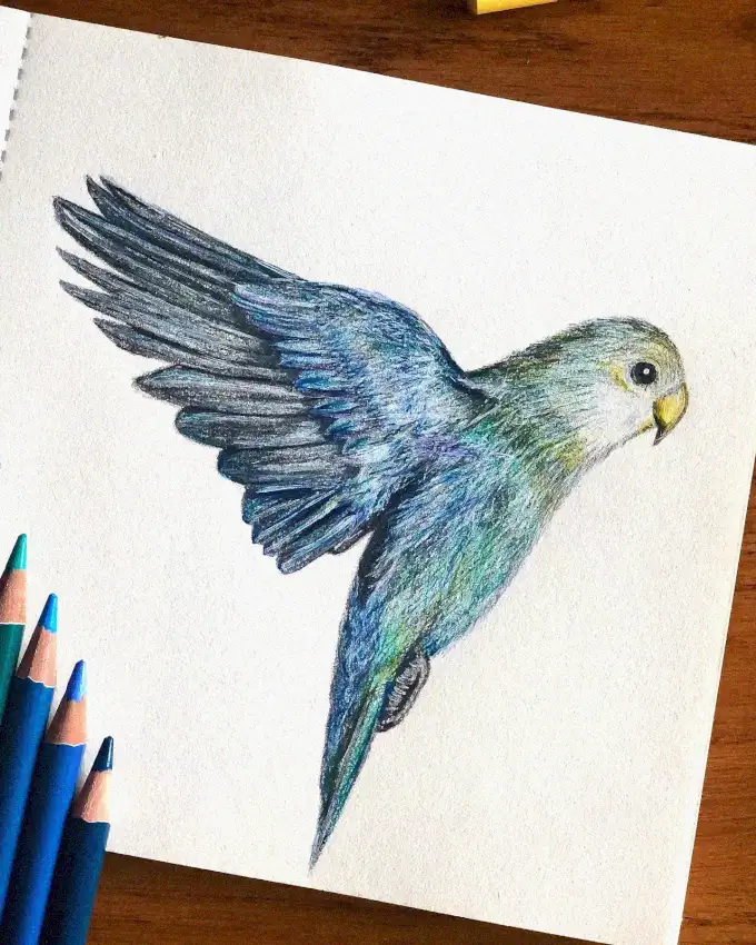 Bird in Flight: A Pencil Palette