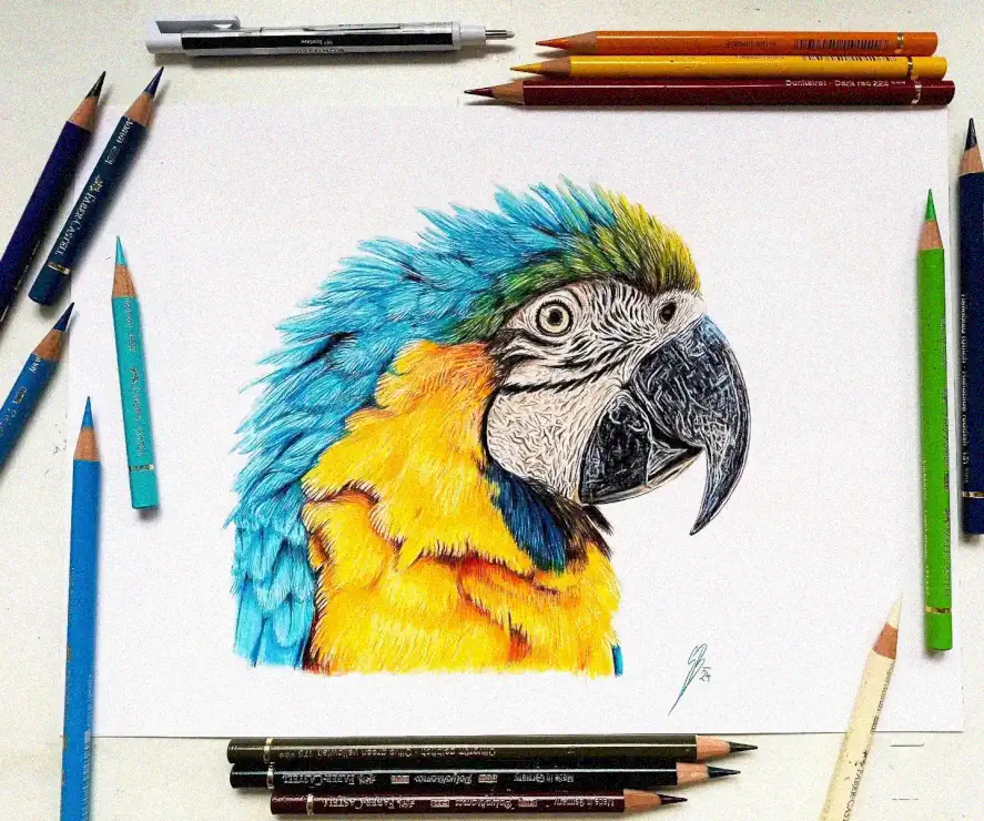 Parrot Portrait in a Pencil Galaxy