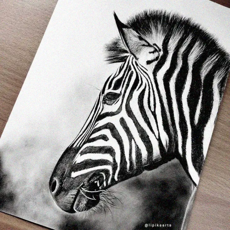 Graphite Glimpse of a Zebra Portrait