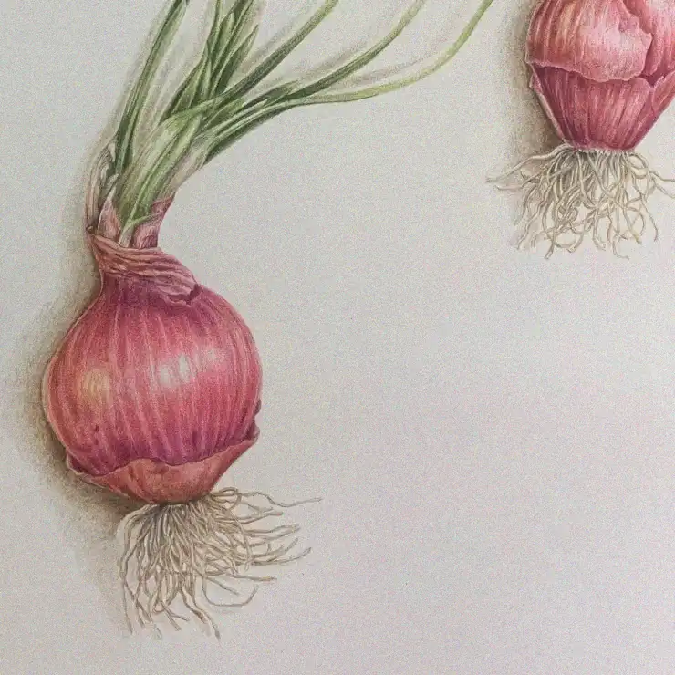 Rooted Onions in Colored Pencil