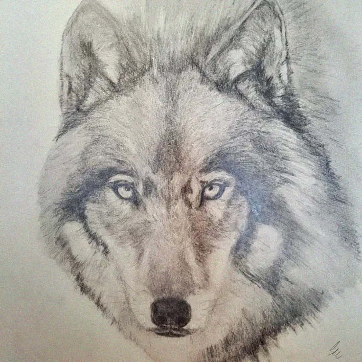 Wolf Gaze in Detailed Pencil