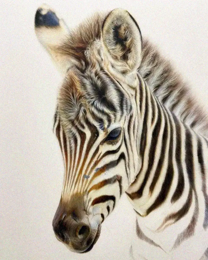 Intimate Glimpse of Zebra Fascination