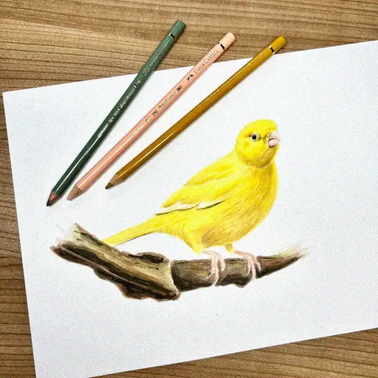 Yellow Bird Perch: Pencil Drawing Delight