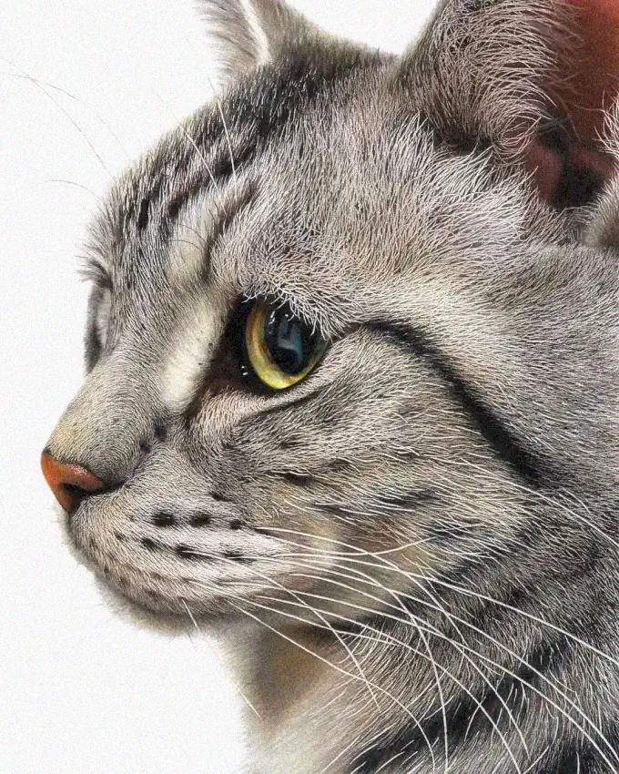 Golden Gaze of the Grey Tabby