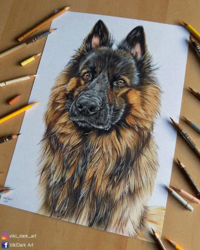 German Shepherd Elegance in Colored Pencil